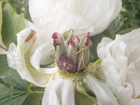 Nahaufnahme einer Paeonia-Bl&uuml;te
