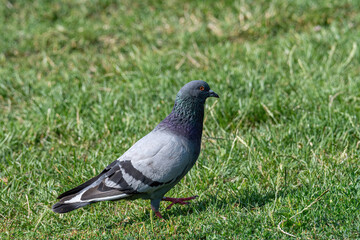 Obraz premium Pigeon. Dove. Beautiful pigeon close up. City birds.