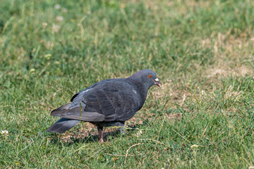 Pigeon. Dove. Beautiful pigeon close up. City birds.