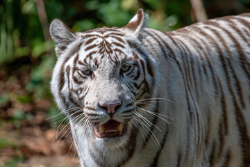 Fototapeta na wymiar White Bengal tiger ( panthera tigris tigris) in their natural habitat.