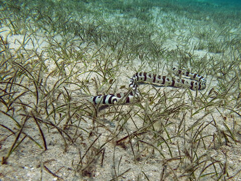 The Fish Is A Species Of Osteichthyes Bony Fish. Eels Ophichthidae Harlequin Eel.