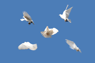 White pigeon Columba livia f
