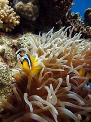 Fototapeta na wymiar Clown fish, amphiprion Amphiprioninae). Red sea clown fish.
