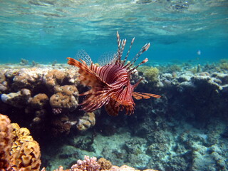 Lion Fish in the Red Sea