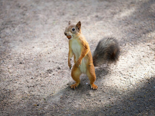 Fototapeta premium fluffy, squirrel, wildlife, mammal, new york, food, animal, park, cute, nut, rodent, nature, brown, outdoor, fur, feeding, green, tail, wild, forest, grey, hand, portrait, red, eat, tree, funny, pet, 