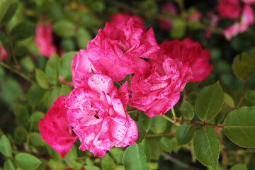 Fototapeta premium A bouquet of scarlet roses is hiding in the rose hips