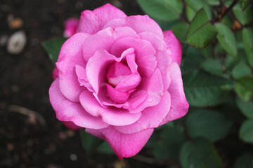 Delicate purple rosebud in the rays of the summer sun