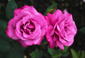 Two bright light purple roses celebrate the summer sunset
