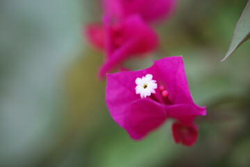 Bougainvillea Flower in its full glory