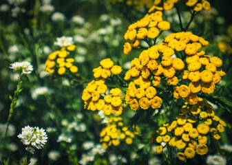  Tansy (Tanacetum vulgare) - herbs with intense yellow flowers, used in natural medicine, wildly growing in a flower meadow against the backdrop of colorful flowers