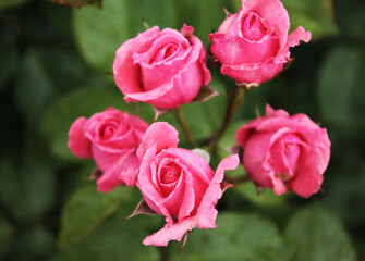 Five delicate roses opened their buds