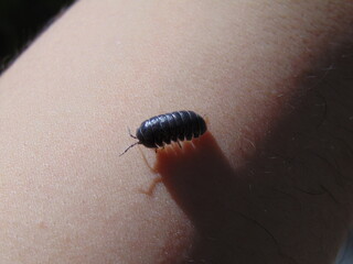 Onicídeo al rose de piel en contraste a la luz del sol.