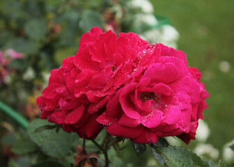 Bud of three bright scarlet roses