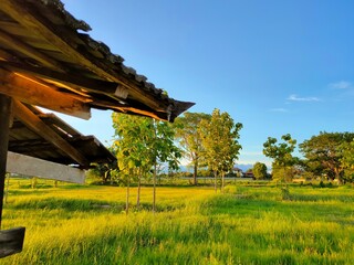 Fototapeta premium house in the forest