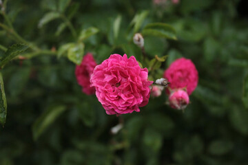 Tea rose wakes up after a night's rest