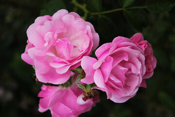 A magical inflorescence of delicate roses looks into our eyes