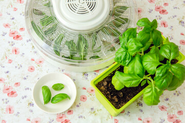 Drying using electrical dehydrator machine for drying food and herbs at home. Drying home grown...