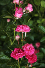 Buds of delicate tea roses on a bush branch