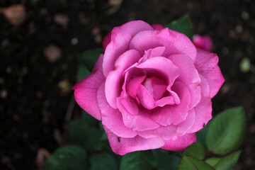 Little ant drinks dew drops on a purple rose