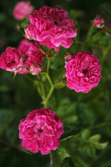 A bunch of tea roses fluttering in the wind