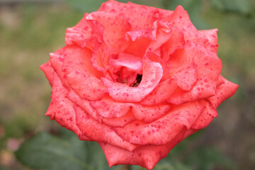 A tender rose bud opens its petals towards the sun