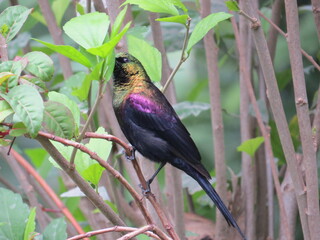 pretty birdy 