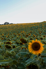 Obraz premium Sunset sunlight on Sunflower Thrace Turkey Europe