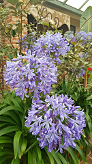 Naklejka premium 아가판투스 꽃 