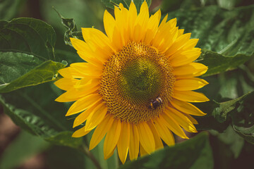 Bee on a sunflower