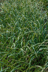 Obraz premium Onion beds in the garden. Gardening concept, natur product without pesticides
