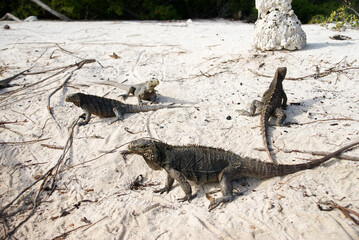 Cuban Cycloura posing on the sand on the island