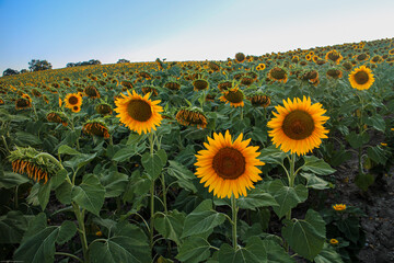 Sunset sunlight on Sunflower Thrace Turkey Europe