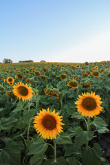 Fototapeta premium Sunset sunlight on Sunflower Thrace Turkey Europe