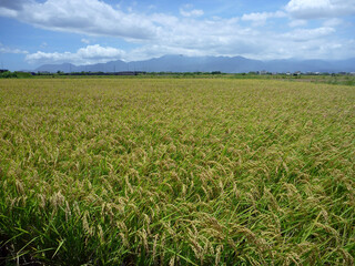 Sunny view of a big mature rice farm