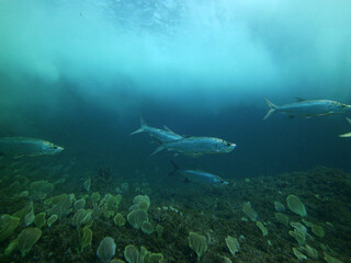 large silvery fish with aggressive muzzles
