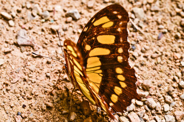 A very beautiful colorful butterfly, , very fragile, macro, with many details