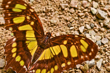 A very beautiful colorful butterfly, , very fragile, macro, with many details