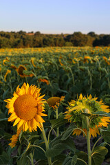 Sunset sunlight on Sunflower Thrace Turkey Europe