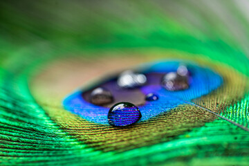 peacock feather with water drop