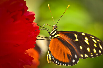 A very beautiful colorful butterfly, golden passionflower butterfly, heliconius hecale