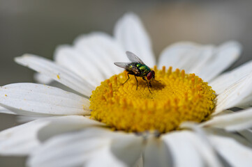 Fototapeta premium Flower