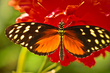 A very beautiful colorful butterfly, golden passionflower butterfly, heliconius hecale