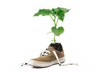 Green flower planted in boots. The plant grows from sneakers
