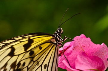 A very beautiful colorful butterfly, white nymph of a tree, idea leuconoe
very fragile, macro, with...