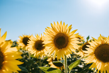 Sunflower field with blue sky on daytime, agriculture plantation in countryside. 