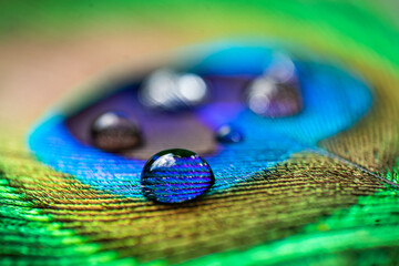 peacock feather with water drop