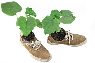Green flower planted in boots. The plant grows from sneakers