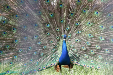 Obraz premium peacock