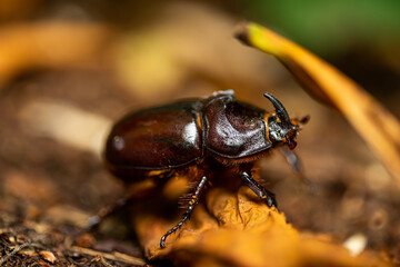 European rhinoceros beetle