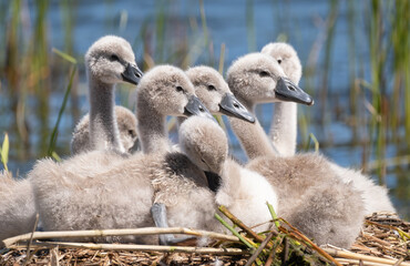 Cute fluffy baby cygnets in a nest.
